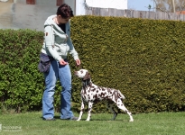 Controlled post-correction of the dog when standing in the show ring