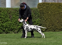 Individual training of the participants, correct position of the dog