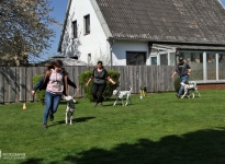 Lead the dog while running in such a way that there is sufficient distance to the dog handler so that curves or triangles can be run successfully