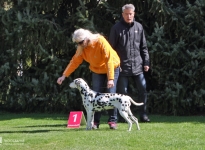 Positioning the dog in which the dog handler leads from the side