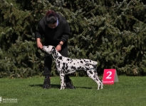 Exercises in the show ring, keeping distances & setting up the dogs