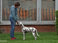 Aufstellen des Hundes in dem der Doghandler von vorne führt und richtige Zuführung von Leckerlies