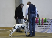 Presentation of the male Newton Number vom Teutoburger Wald