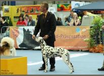 Presentation of male Christi ORMOND Exquisite Selection International Show in Oldenburg 2009 - Ring of Honor