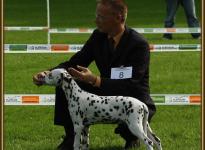 Präsentation der Hündin Shining Star vom Teutoburger Wald Regional Ausstellung in Leopoldstal 2010 - Puppyklasse