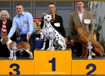 Presentation of male Spotnik `s First Farao For Ormond National Show in Oldenburg 2011 - Ring of Honor