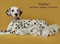 Dalina mit ihrem Christi ORMOND D - Wurf 3. Lebenswoche