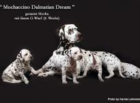 Mochaccino Dalmatian Dream with her Christi ORMOND G - Litter 4th week of life