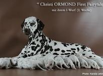 Christi ORMOND First Fairytale with her Christi ORMOND I - Litter 2nd week of life
