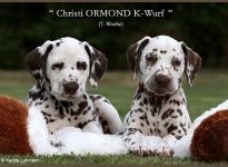 Impressions 7th week of life Christi ORMOND K - Litter