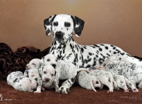Christi ORMOND Now and Forever with her Christi ORMOND V - Litter 3rd week of life