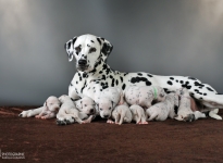 Christi ORMOND Real Diamond with her Christi ORMOND Y - Litter 2nd week of life