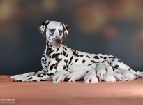 Dalmatian Dream for ORMOND vom Teutoburger Wald (called Mocha Junior) with her Christi ORMOND CC - Litter 1st week of life