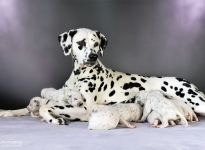 Christi ORMOND Real Diamond with her Christi ORMOND EE - Litter 2nd week of life