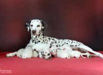 Christi ORMOND Vision of Romance with her Christi ORMOND FF - Litter 2nd week of life