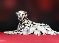 Dalmatian Dream for ORMOND vom Teutoburger Wald (called Mocha Junior) with her Christi ORMOND GG - Litter 2nd week of life