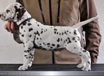 Male | colour white - liver, collar black