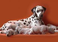 Mochaccino Dalmatian Dream with her Christi ORMOND C - Litter 2nd week of life