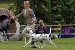 Regional Group Dog Show in Hilden - Germany