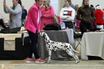 National Dog Show in Herve - Belgium
