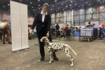 National and International Dog Show in Geneva - Switzerland