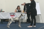 Internationale Rassehunde Ausstellung in Tulln - Österreich