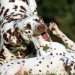 Dalmatian Dream for ORMOND vom Teutoburger Wald 24 Monate alt
