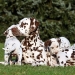 Dalmatian Dream for ORMOND vom Teutoburger Wald 24 Monate alt