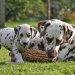 Dalmatian Dream for ORMOND vom Teutoburger Wald 24 Monate alt