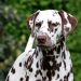Dalmatian Dream for ORMOND vom Teutoburger Wald age 18 month