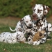 Dalmatian Dream for ORMOND vom Teutoburger Wald age 3 years