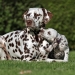 Dalmatian Dream for ORMOND vom Teutoburger Wald age 3 years