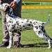 Dalmatian Dream for ORMOND vom Teutoburger Wald age 10 month