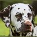 Stud dog Christi ORMOND Exquisite Selection