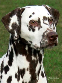 Mochaccino Dalmatian Dream