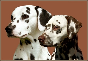 Our 1st import stud dog Lacrima Christi Cro A Porter (Croatia) and our 1st import breeding bitch Mochaccino Dalmatian Dream (Croatia)