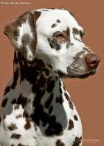 Mochacchino Dalmatian Dream