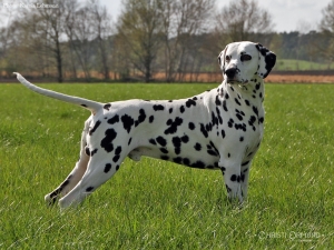 Spotnik's First Farao For Ormond