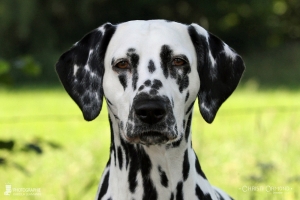 Christi ORMOND Droplet Deluxe