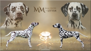 Father: Aaron Tulani aus dem Wurster Land and Mother: Christi ORMOND Droplet Deluxe