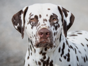 Aaron Tulani aus dem Wurster Land
