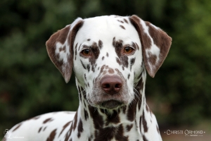 Mother of our Christi ORMOND CC - Litter: Dalmatian Dream for ORMOND vom Teutoburger Wald