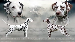 Father: Christi ORMOND Under my Skin and Mother: Dalmatian Dream for ORMOND vom Teutoburger Wald