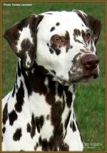 Mochaccino Dalmatian Dream