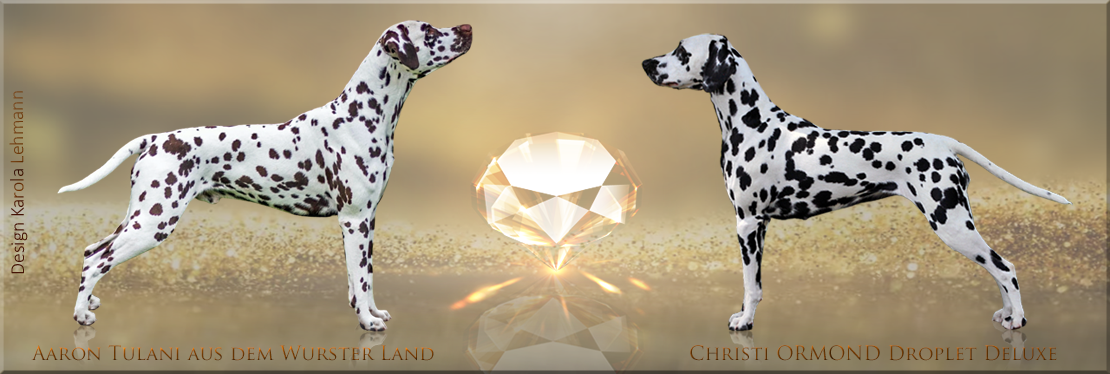 Christi ORMOND MM - Litter