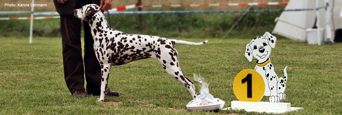 Dog Show in Barleben / Germany - Dalmatiner Verein Deutschland e.V.