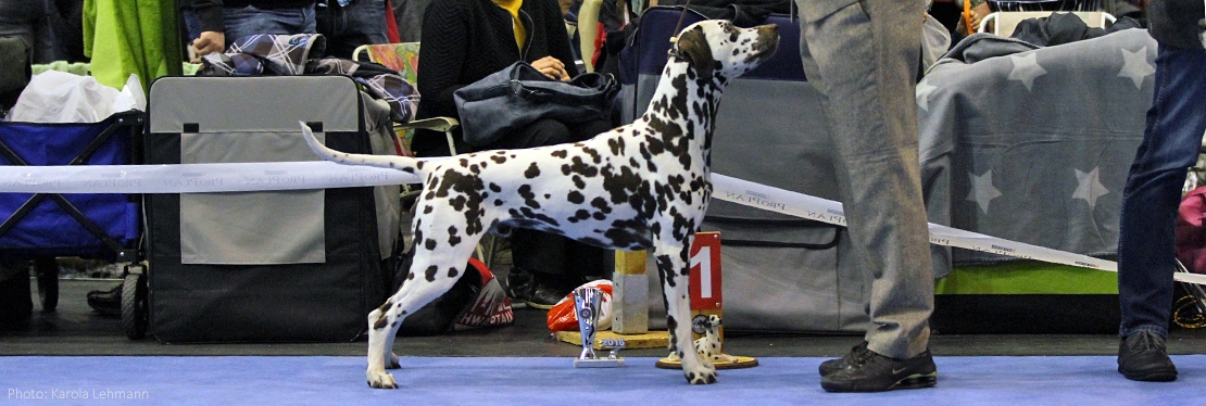 Doghandling Präsentationen 2024