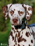 Christi ORMOND Biskaya Bay 3 Jahre alt