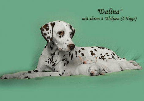 Dalina with her Christi ORMOND D - Litter 1st week of life