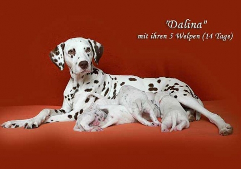 Dalina with her Christi ORMOND D - Litter 2nd week of life